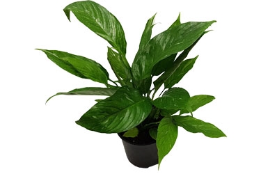 15cm Spath Domino.jpg